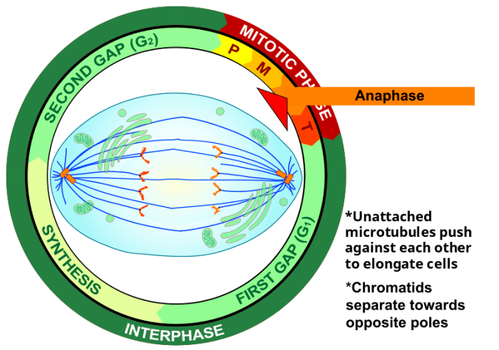 Ana pattern mitotic intercellular bridge