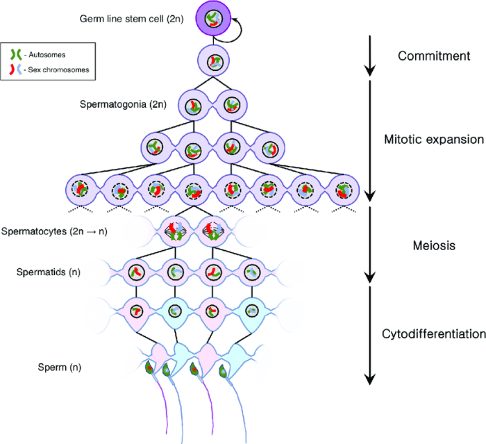 Speckled dense lupus mitotic granular penyakit caiherang