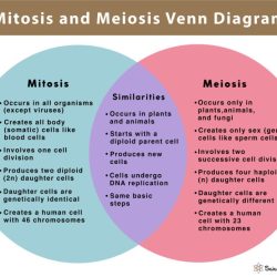 Meiosis mitosis diagram venn biology teaching vs key middle school choose board using