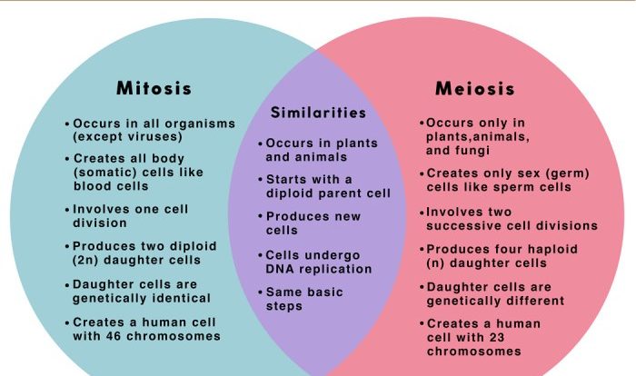 Meiosis mitosis diagram venn biology teaching vs key middle school choose board using