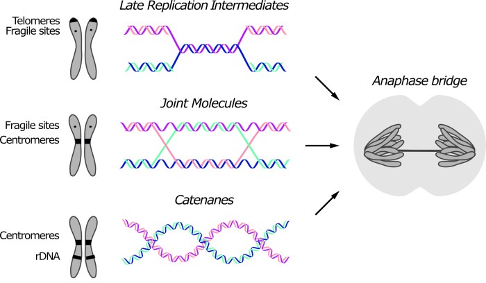 Ana pattern mitotic intercellular bridge