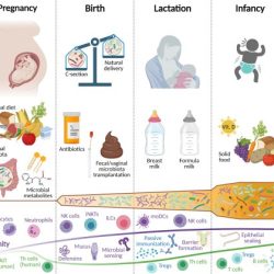 Hesi premature infant case study