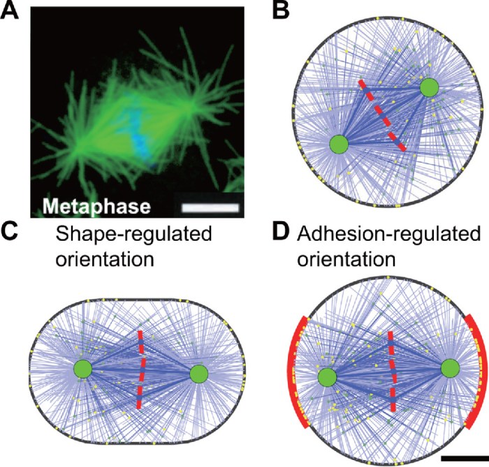 Mitotic ana patterns metaphase coloration interphase punctate chromosomes staining cells pro