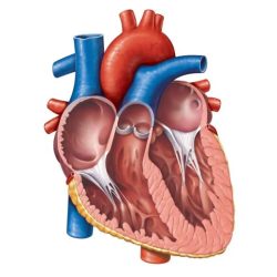 Reproductive unlabeled unlabelled organ clipartbest homeschool tutors respiratory