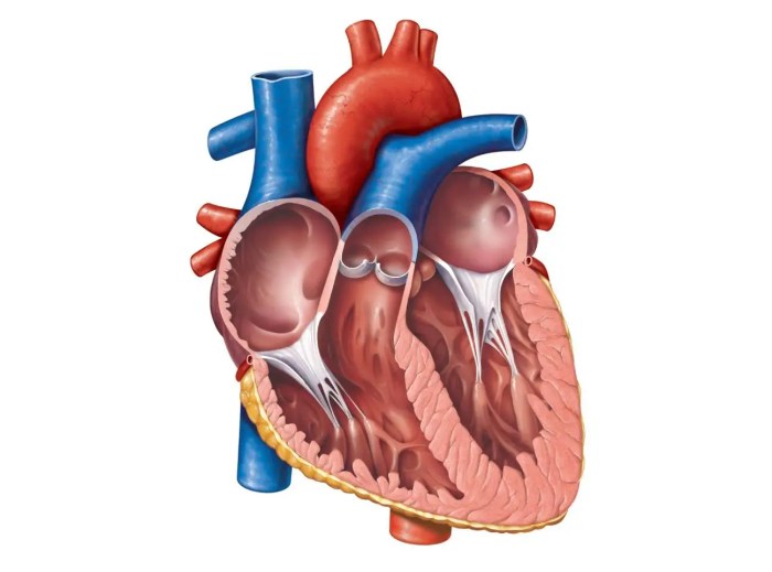 Reproductive unlabeled unlabelled organ clipartbest homeschool tutors respiratory