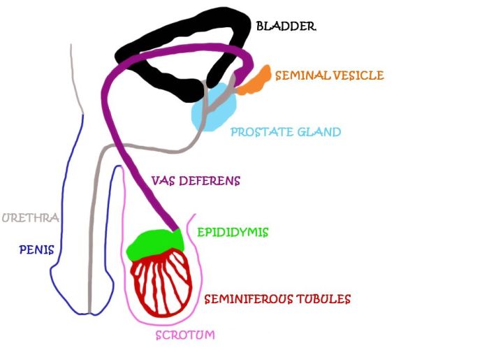 Male reproductive system diagram unlabelled