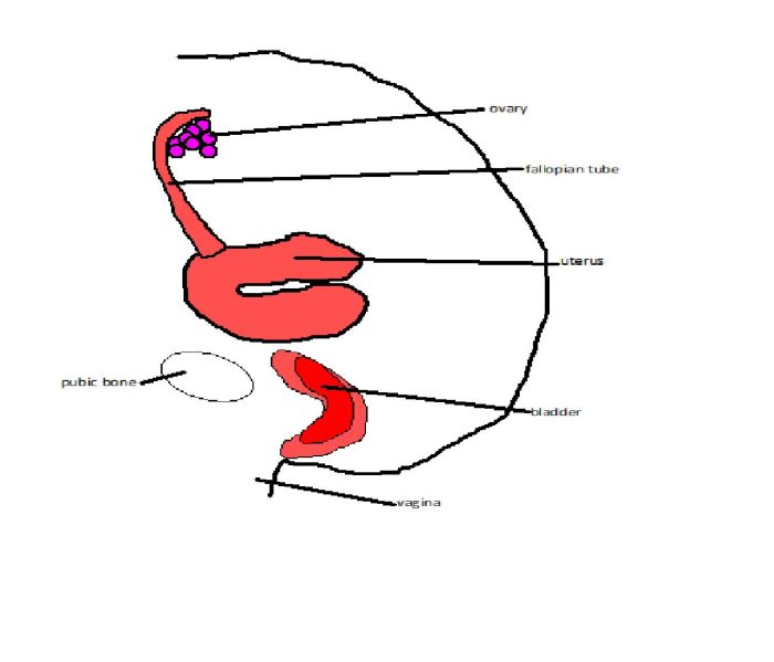 Male reproductive system diagram unlabelled